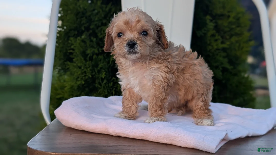 Miniature Poodle dogs for sale: Helix  - Ad 2