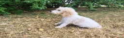 Mini Goldendoodle dogs for sale: Male 1 - Ad 3