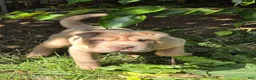 Shar Pei dogs for sale: Larry  - Ad 5