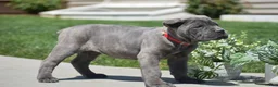 Cane Corso dogs for sale: Clara - Ad 5