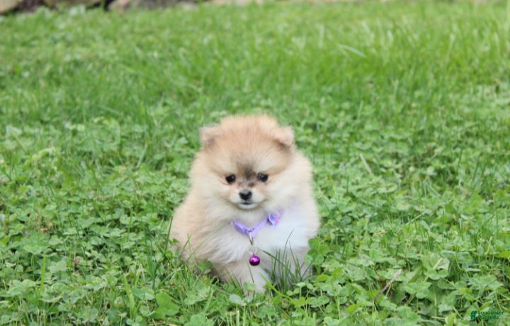 Pomeranian dogs Honey  - Ad 1