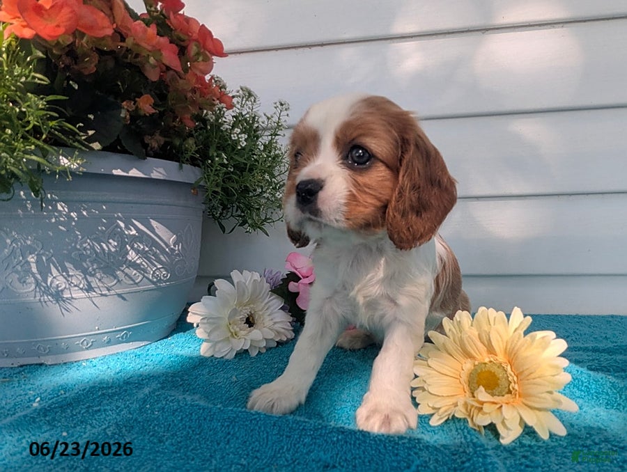 Cavalier King Charles Spaniel dogs Lori - Ad 2