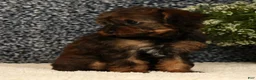 Yorkiepoo dogs for sale: Unice - Ad 7
