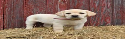 Labrador Retriever dogs for sale: Pansy - Ad 3