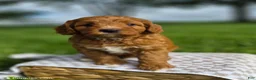 Cavapoo dogs for sale: Balto - Ad 2