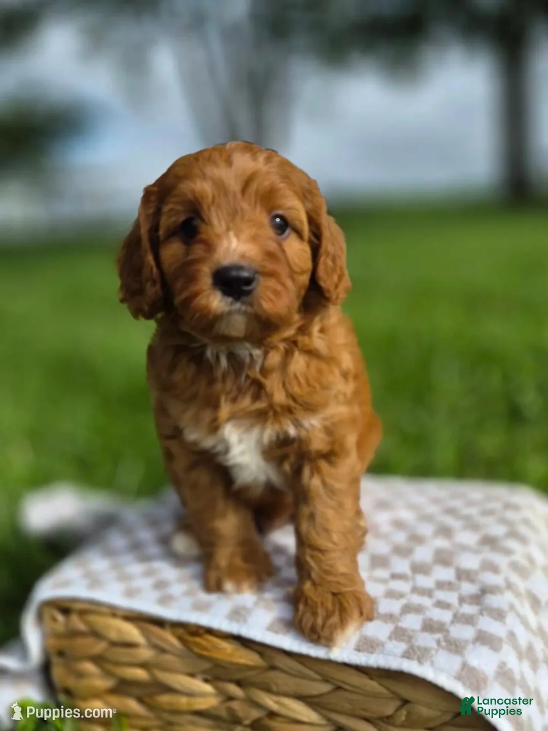 Cavapoo dogs for sale: Balto - Ad 2