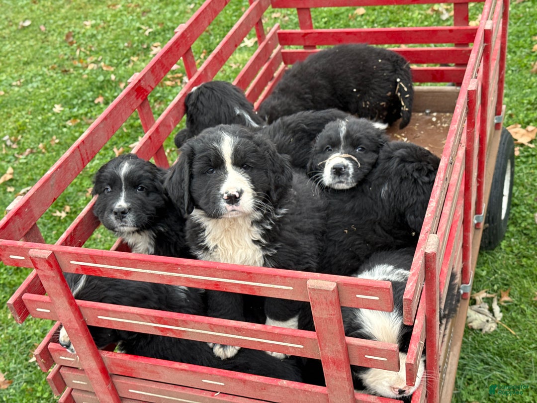 Mixed Breed dogs for sale: Wellington - Ad 14