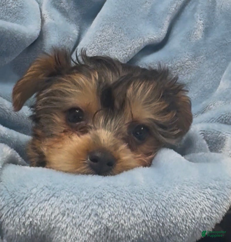 Yorkshire Terrier dogs Yorkshire Terrier  - Ad 13