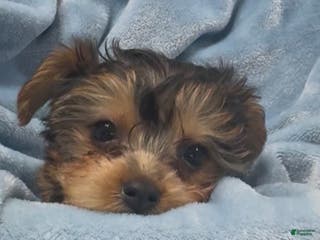 Yorkshire Terrier dogs Yorkshire Terrier - Ad 13