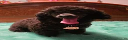 Toy Poodle dogs for sale: Toy Poodle Puppy 1 - Ad 9