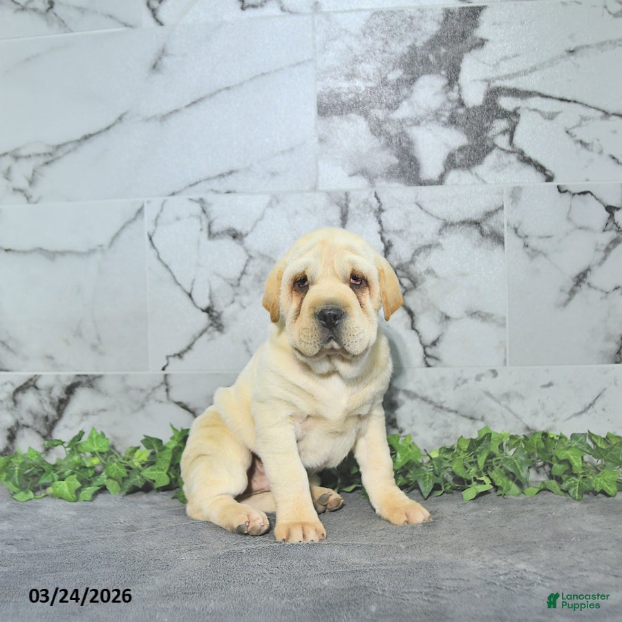 Mini Hippo dogs Cody - Ad 1