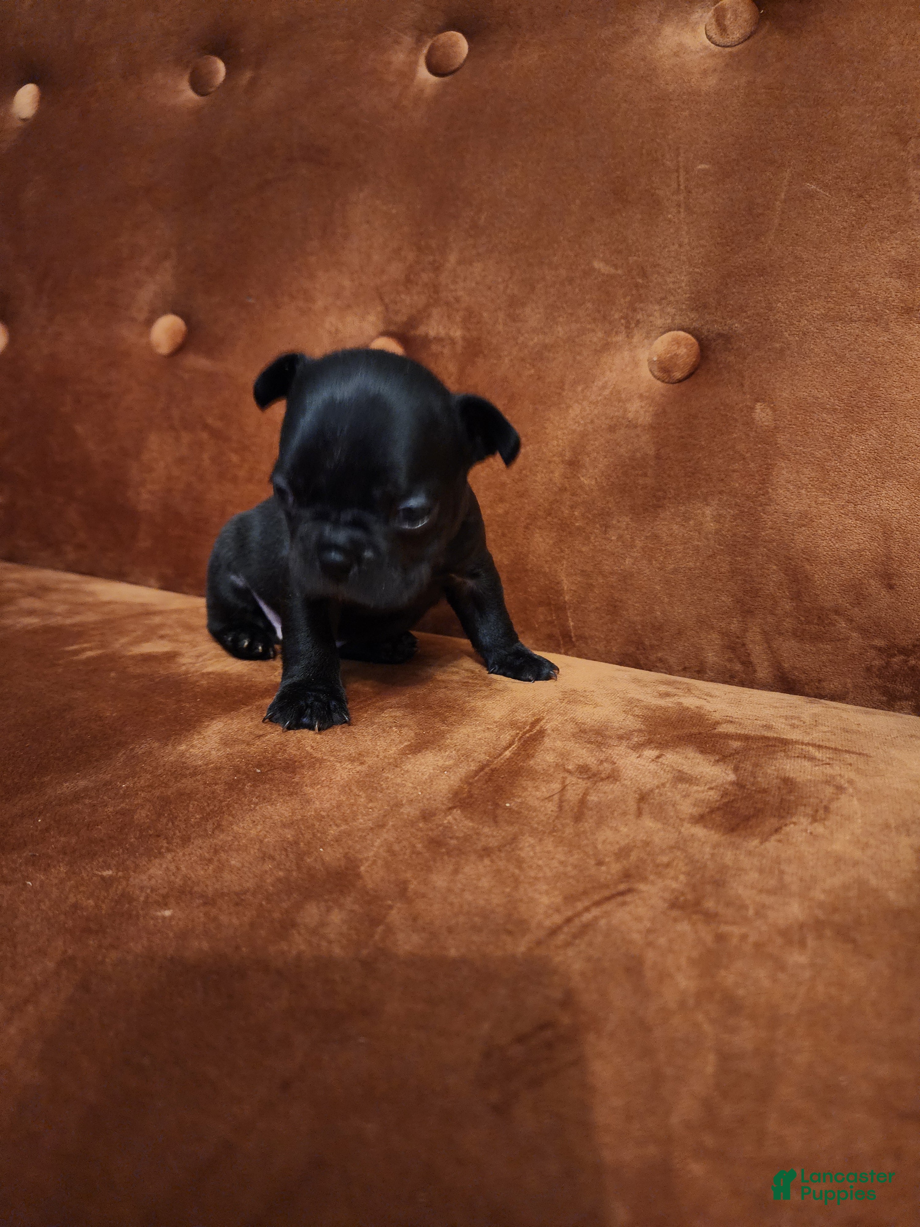 French Bulldog dogs Milo - Ad 2
