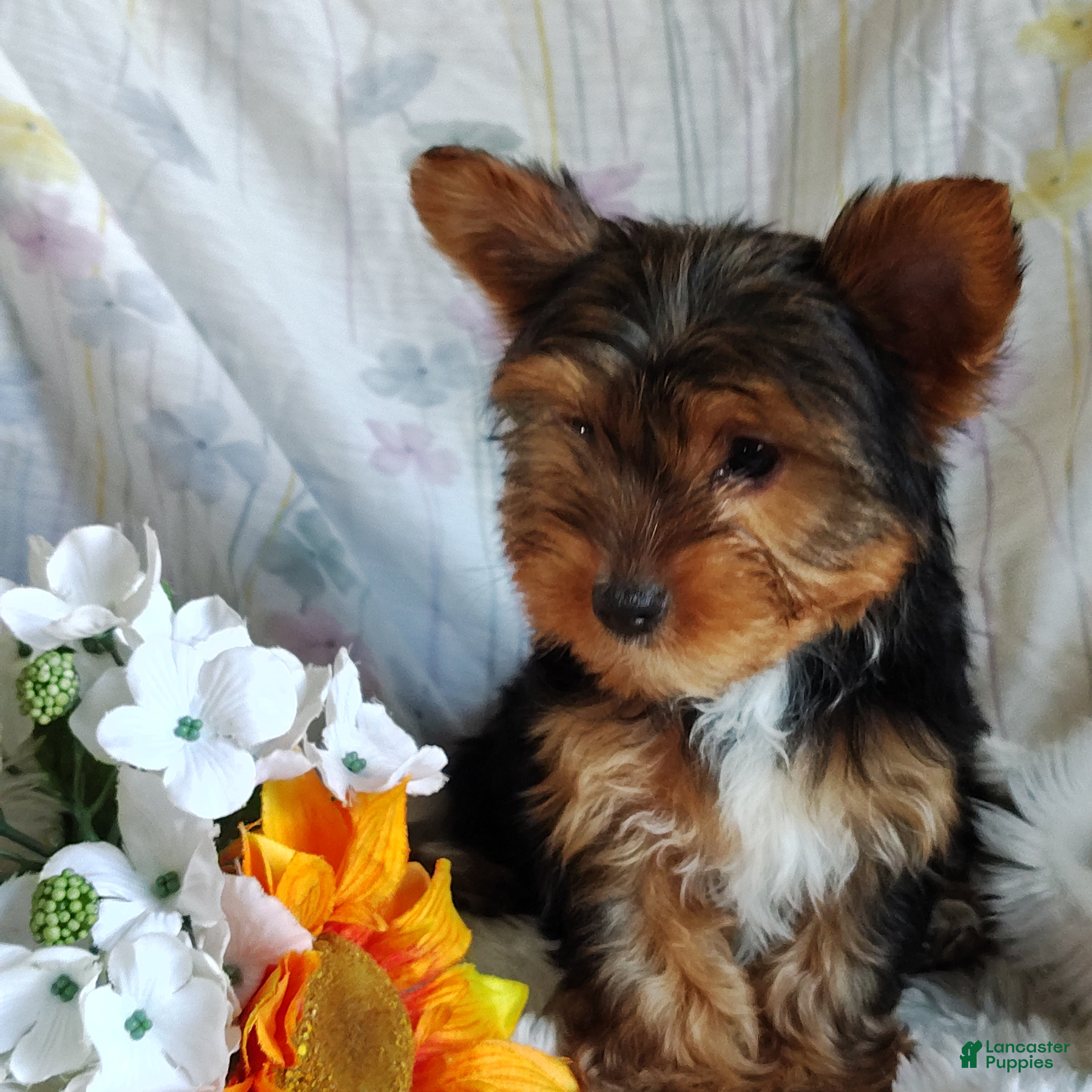 Yorkshire Terrier dogs Samantha - Ad 2