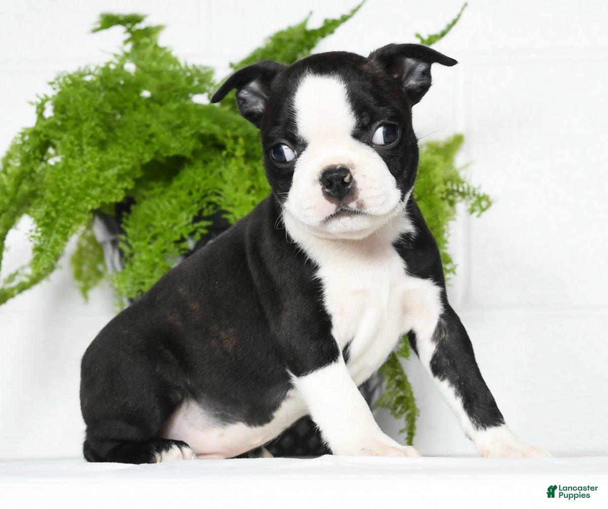 Boston Terrier dogs Jasper - Ad 42