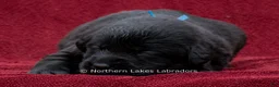 Labrador Retriever dogs for sale: Nolan - Ad 2