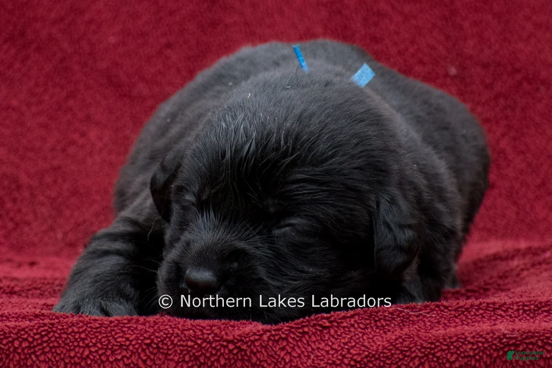 Labrador Retriever dogs for sale: Nolan - Ad 2
