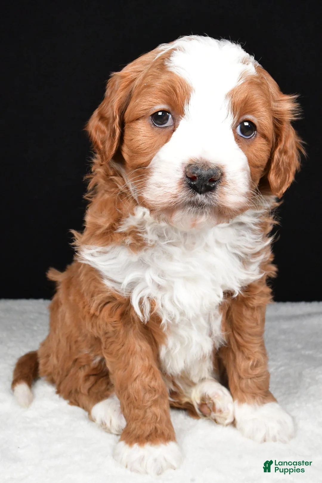 Mini Goldendoodle dogs for sale: Boomer - Ad 4