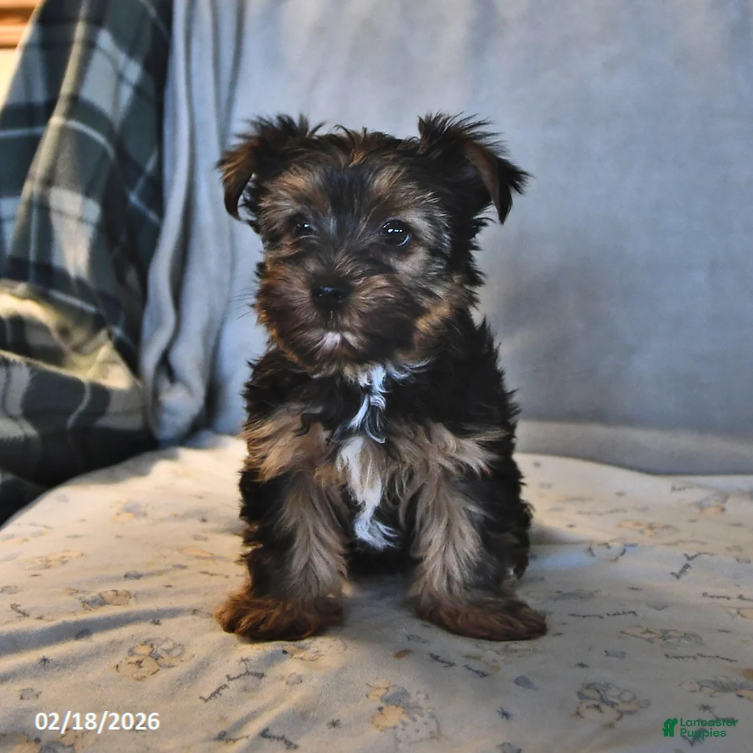Yorkshire Terrier dogs for sale: Penny - Ad 3