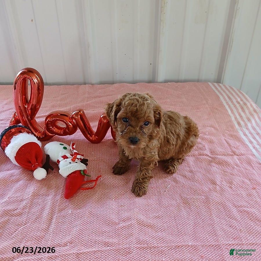 Maltipoo dogs Levi - Ad 3