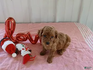 Maltipoo dogs Levi - Ad 3