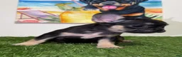 French Bulldog dogs for sale: French Bulldog - Ad 4