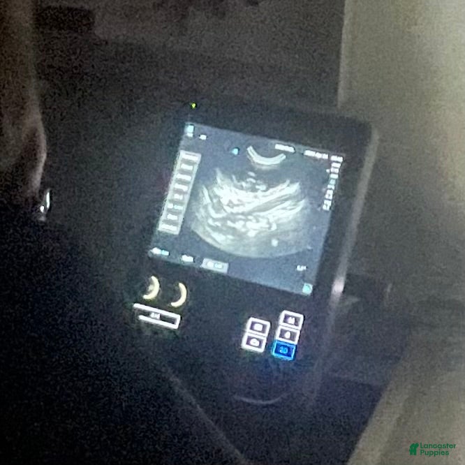 Toy Poodle dogs for sale: Toy Poodle Puppy 1 - Ad 3