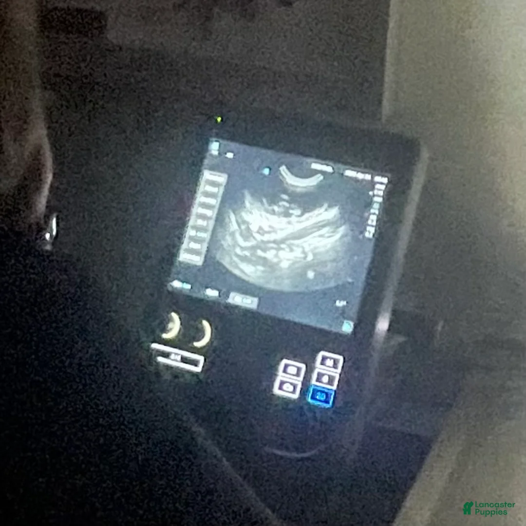 Toy Poodle dogs for sale: Toy Poodle Puppy 1 - Ad 2