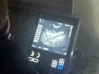 Toy Poodle dogs Toy Poodle Puppy 1 - Ad 7