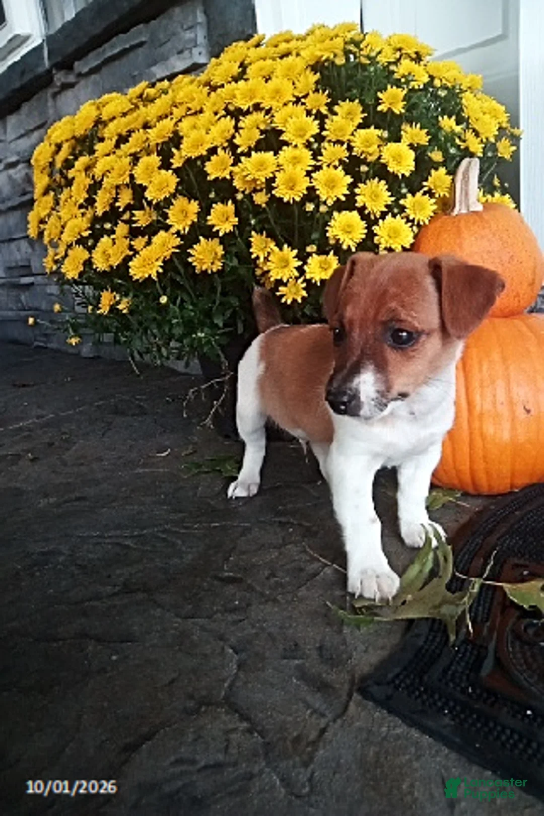 Jack Russell Terrier dogs for sale: Rusty - Ad 3