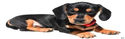 Miniature Dachshund dogs for sale: Theo - Ad 3