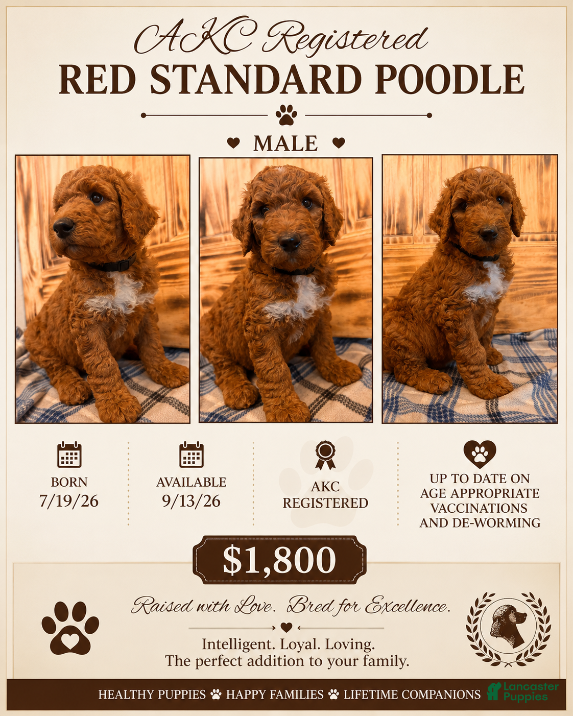 Standard Poodle dogs Standard Poodle 4 - Ad 1