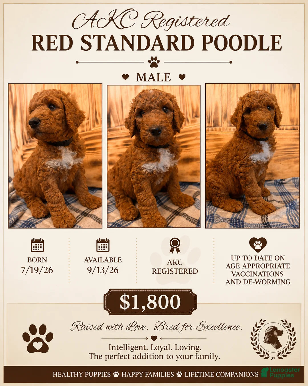 Standard Poodle dogs for sale: Standard Poodle 4 - Ad 1