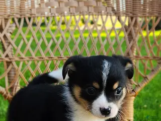 Chihuahua dogs Saab - Ad 27