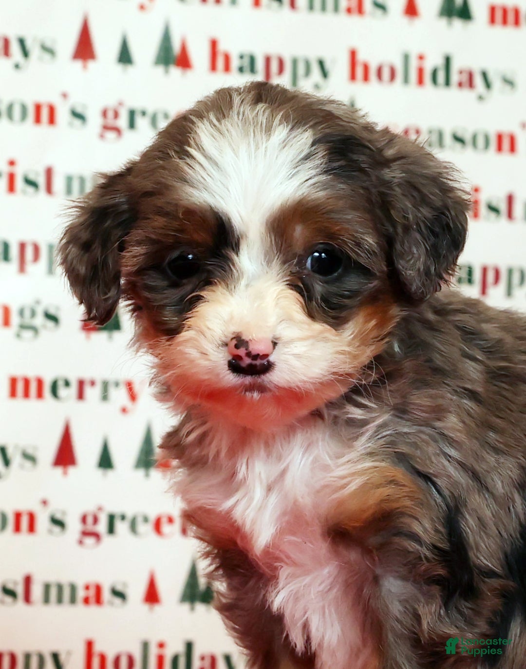 Mini Bernedoodle dogs for sale: Angel - Ad 9