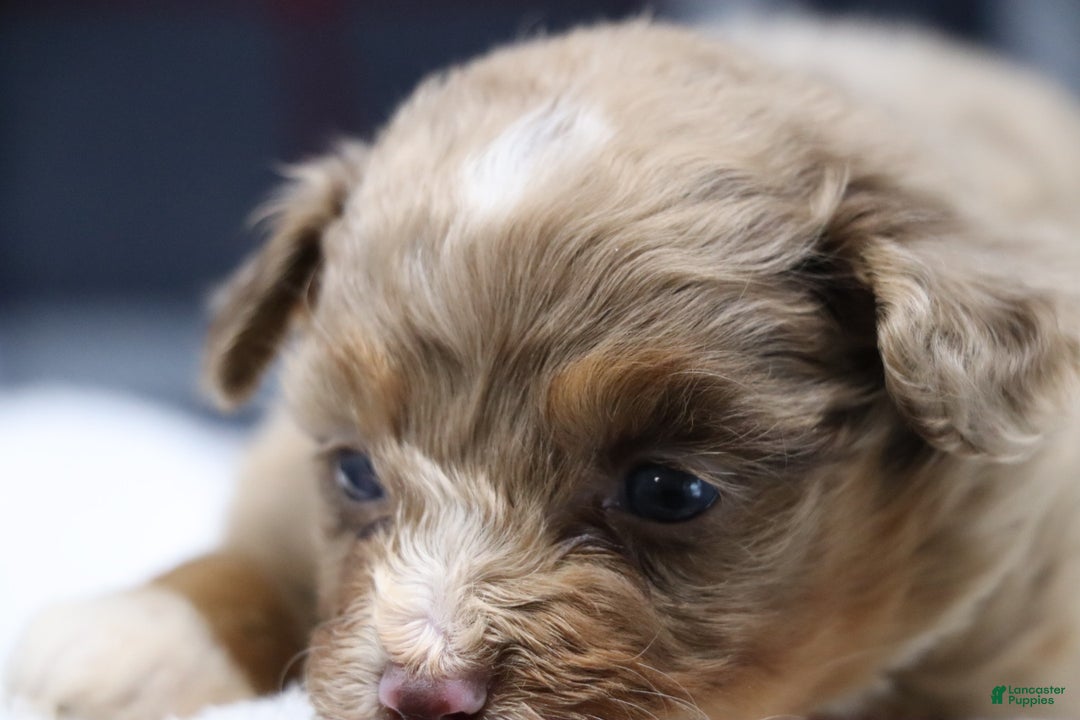 Mixed Breed dogs for sale:  dolly - Ad 2