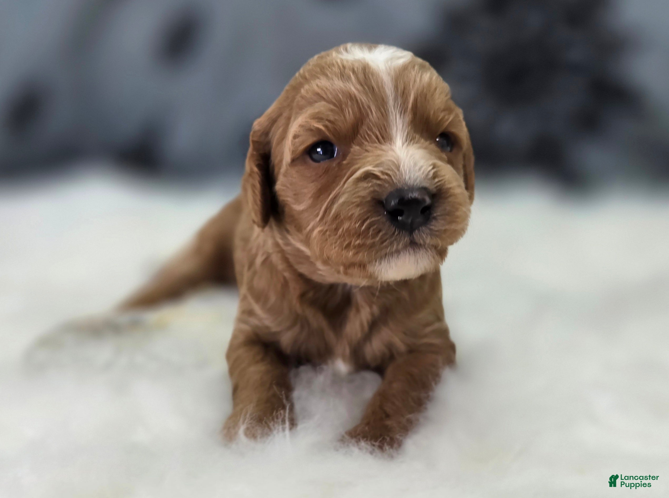 Cavapoo dogs Glacier - Ad 6