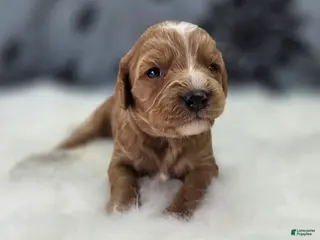 Cavapoo dogs Glacier - Ad 6