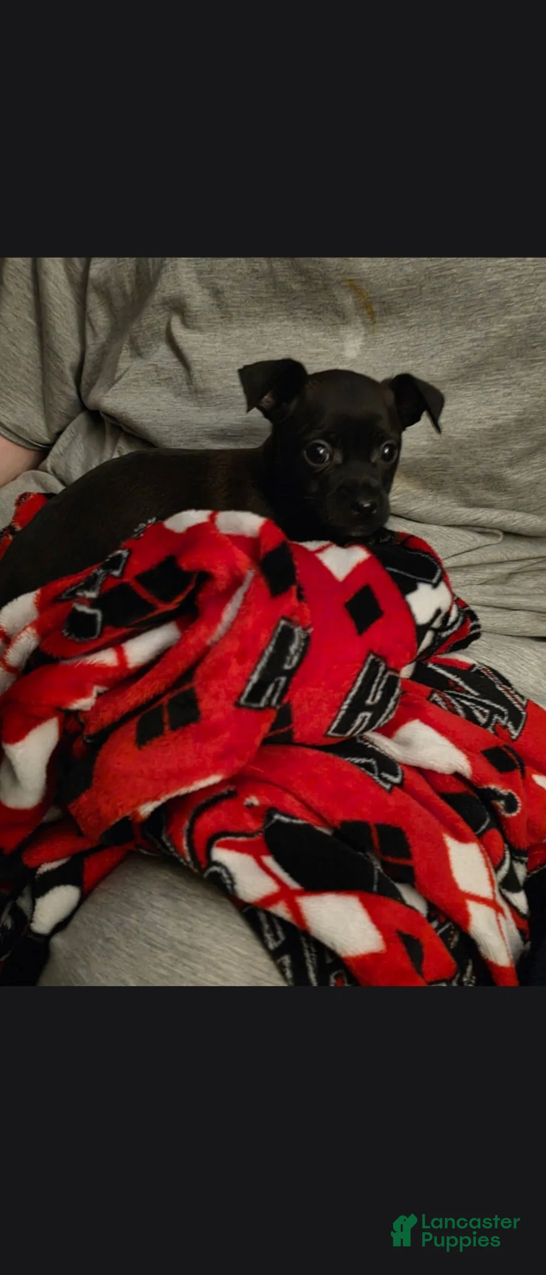 Chihuahua dogs for sale: Chihuahua 1 - Ad 6