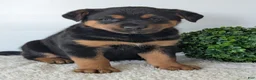 Mixed Breed dogs for sale: Marley - Ad 15