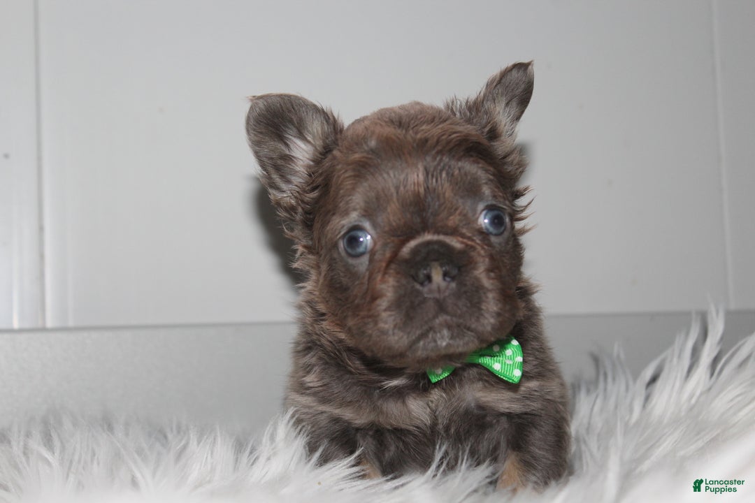 French Bulldog dogs for sale: French Bulldog Puppy 1 - Ad 12