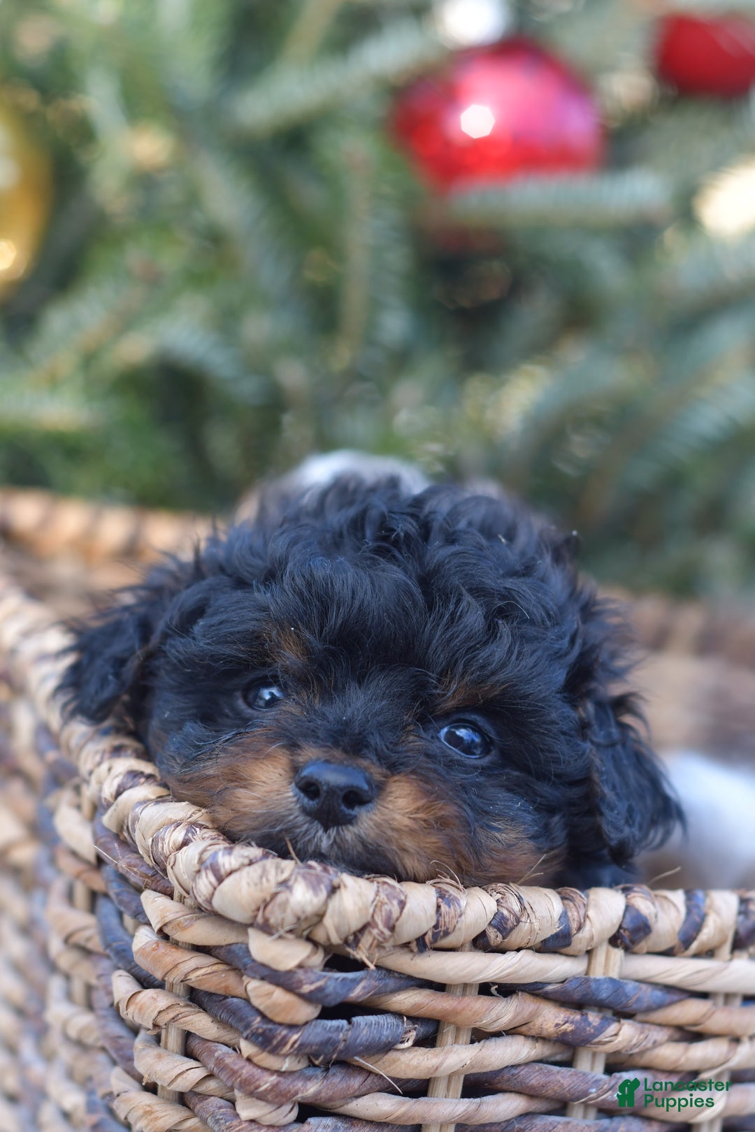 Mini Aussiedoodle dogs for sale: Grizzly - Ad 18