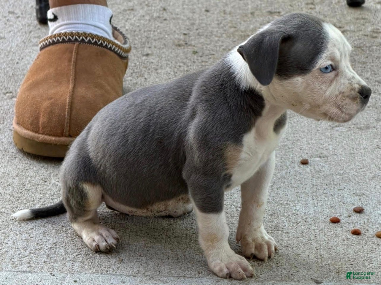 American Bully dogs American Bully Puppy 4 - Ad 1