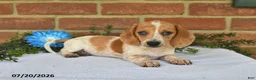 Miniature Dachshund dogs for sale: Jubilee - Ad 2