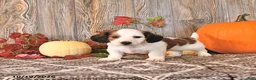 Dachshund dogs for sale: Leo - Ad 1