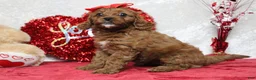 Cavapoo dogs for sale: Rosie - Ad 5