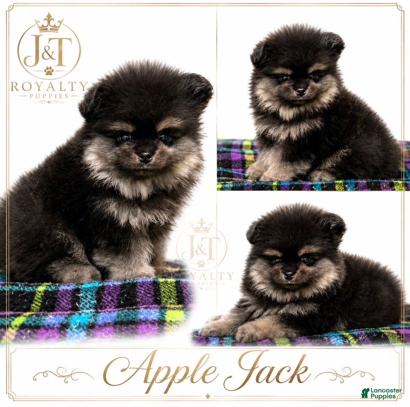 Pomeranian dogs Apple Jack - Ad 20