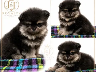 Pomeranian dogs Apple Jack - Ad 5