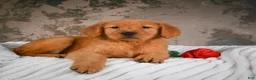 Golden Retriever dogs for sale: Luna - Ad 3