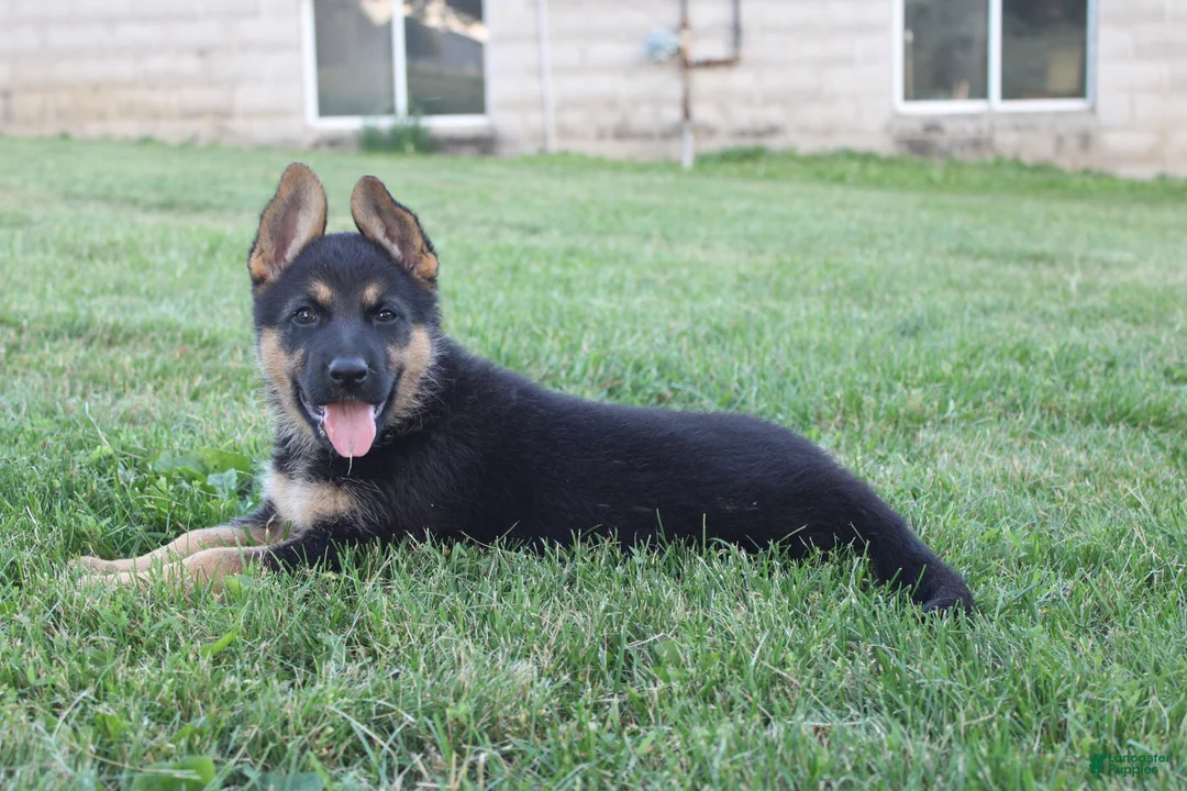 German Shepherd dogs for sale: Maggie - Ad 1