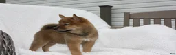 Shiba Inu dogs for sale: Kira - Ad 3